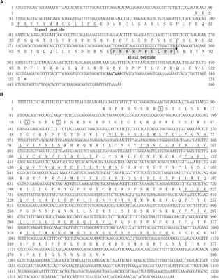 The Roles of the Kisspeptin System in the Reproductive Physiology of the Lined Seahorse (Hippocampus erectus), an Ovoviviparous Fish With Male Pregnancy